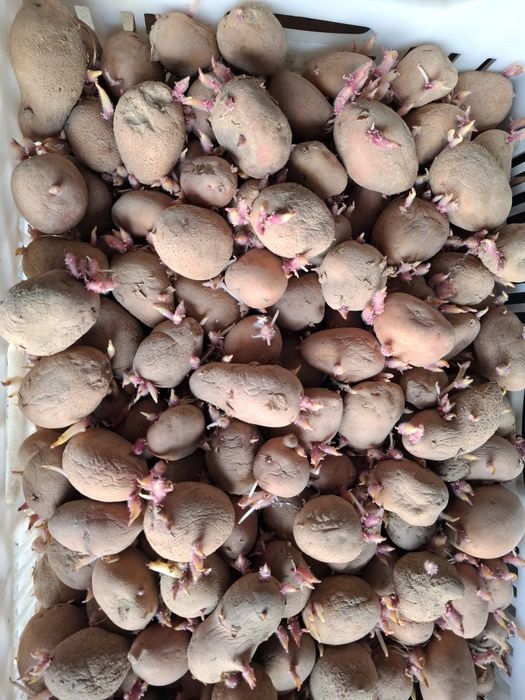 Картопля насінева