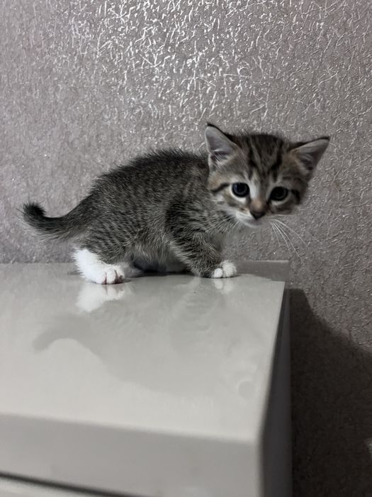 Кошеня в гарні руки