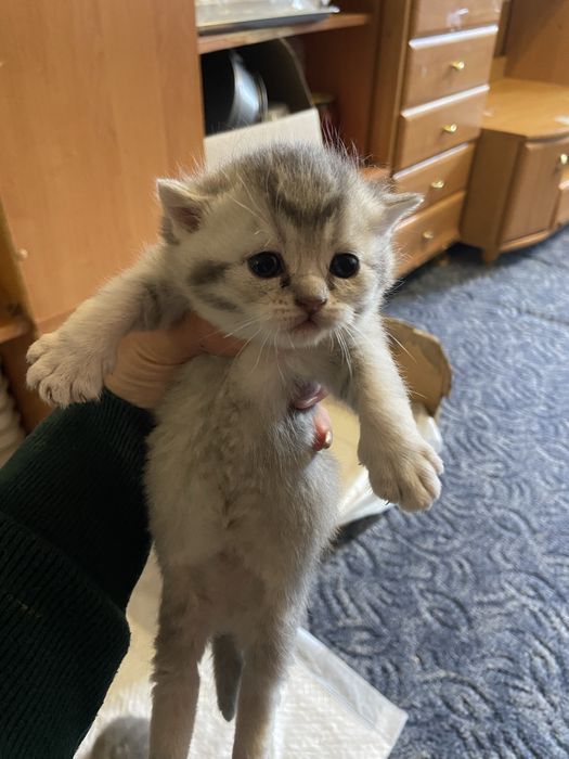 Британське кошеня