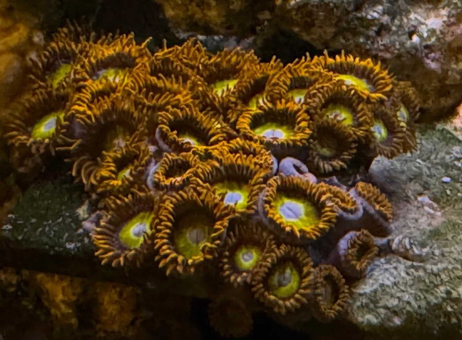 Korale Zoanthus Zoa - Akwarium morskie