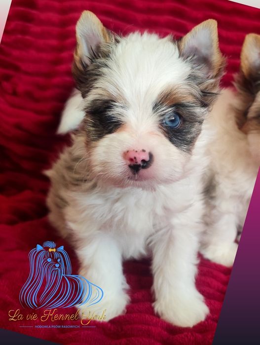 York Yorkshire Terrier Merle Blueberry piesek ALVIN - rezerwacja