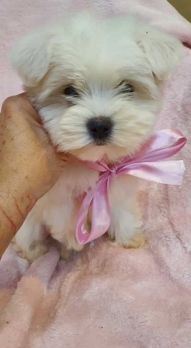 Maltańczyk Piękna Suczka z Rodowodem.