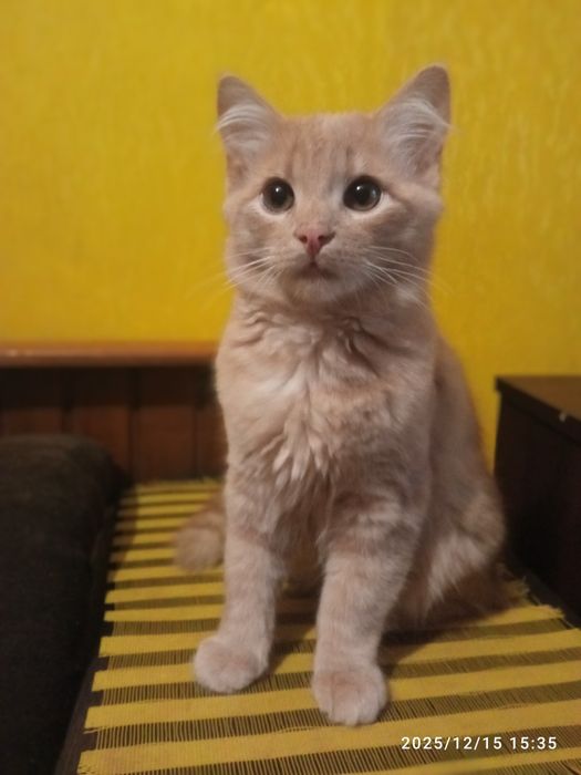 Віддам котика у хороші руки