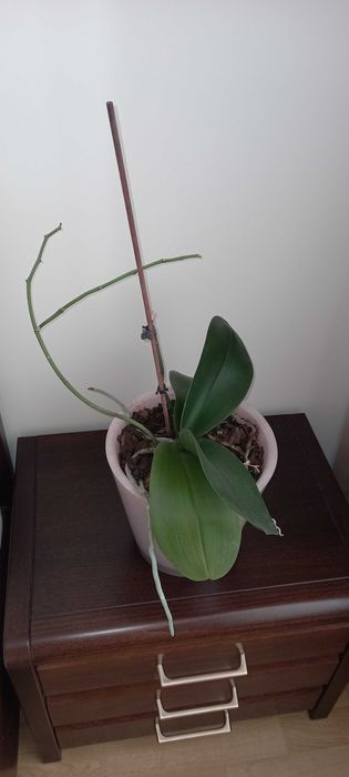 Орхидея розовая большая