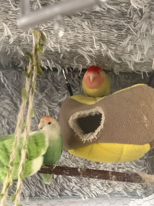 Vendo casal de Agapornis