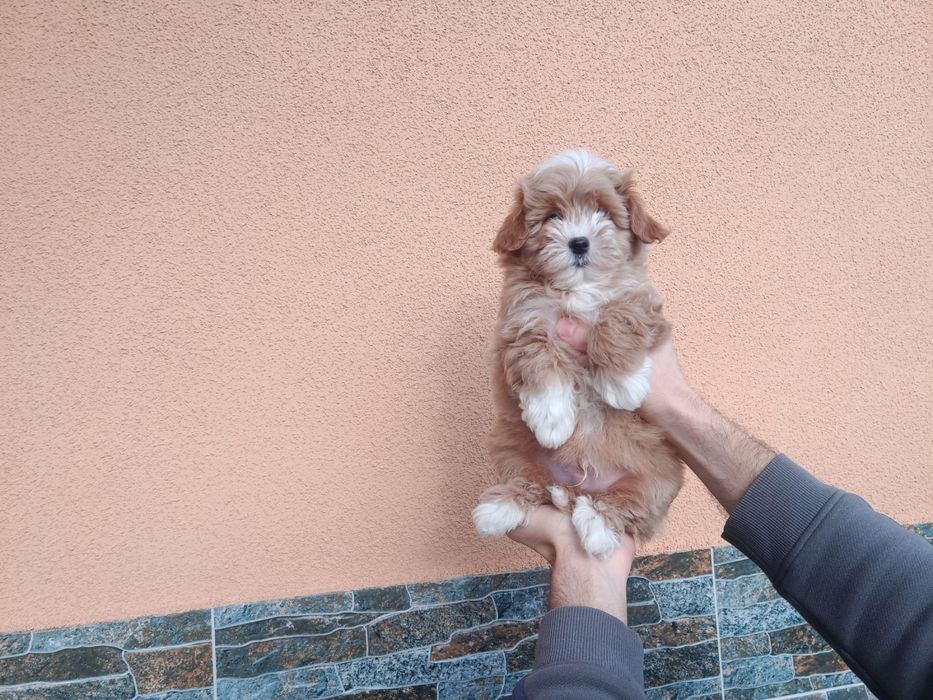 МалЮки! Maltipoo ф1