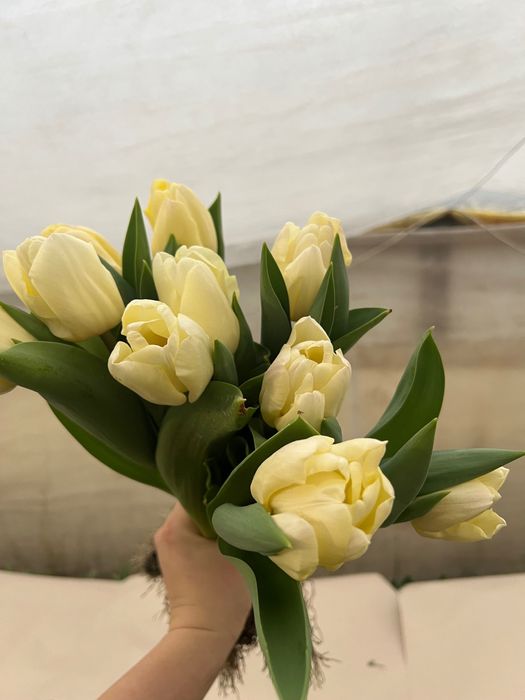 Продам тюльпан от производителя опт