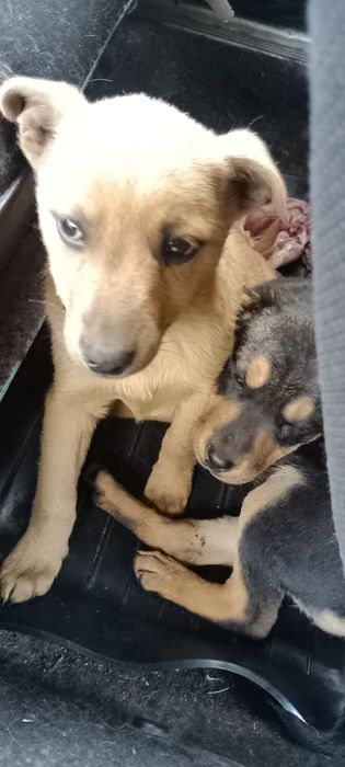Песик в добрі руки