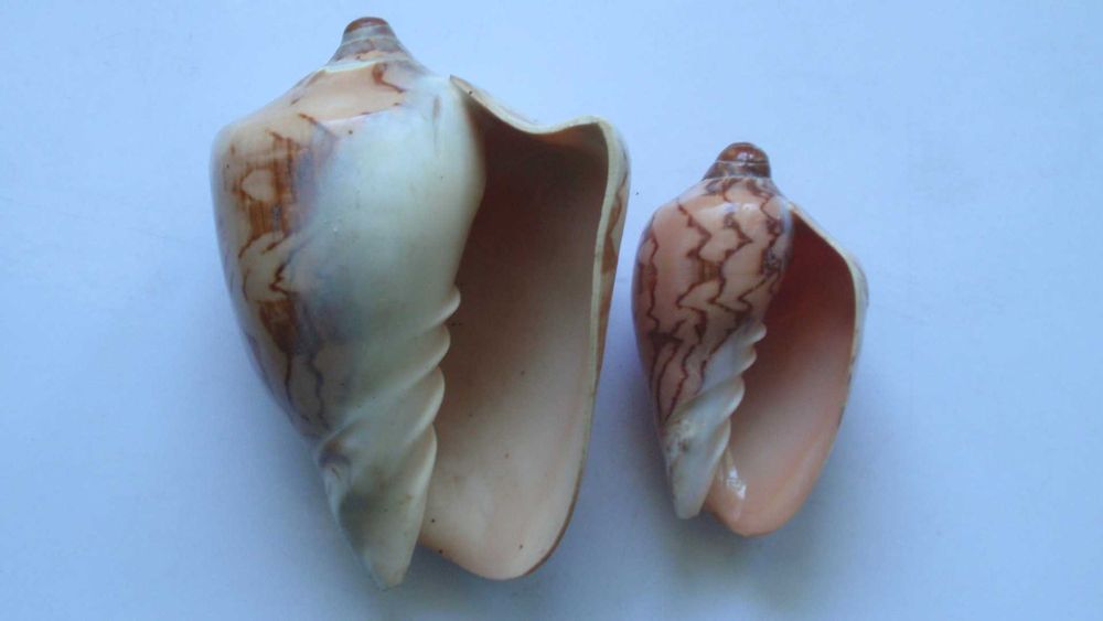 Ракушки с дельфинами