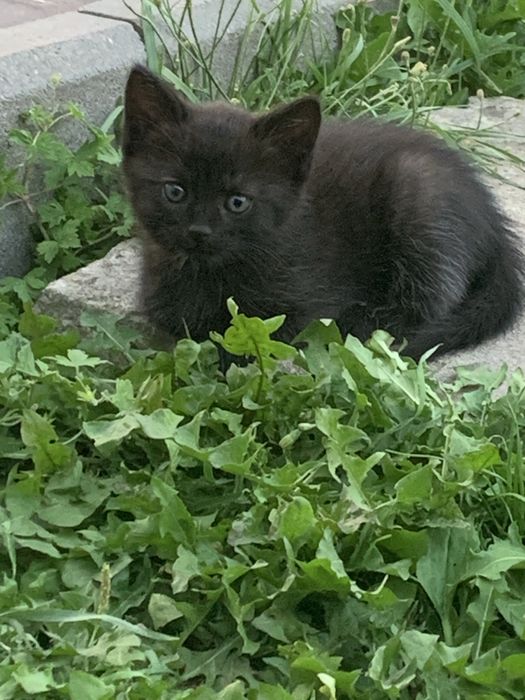 Красунчики шукають дім