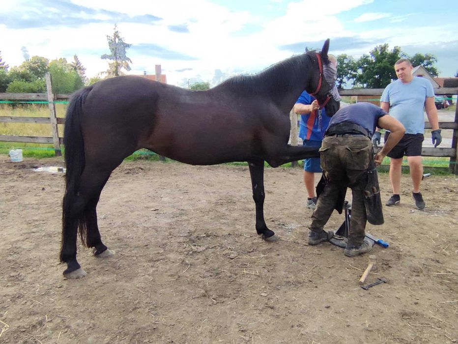 Sprzedam zamienię ładnego konia
