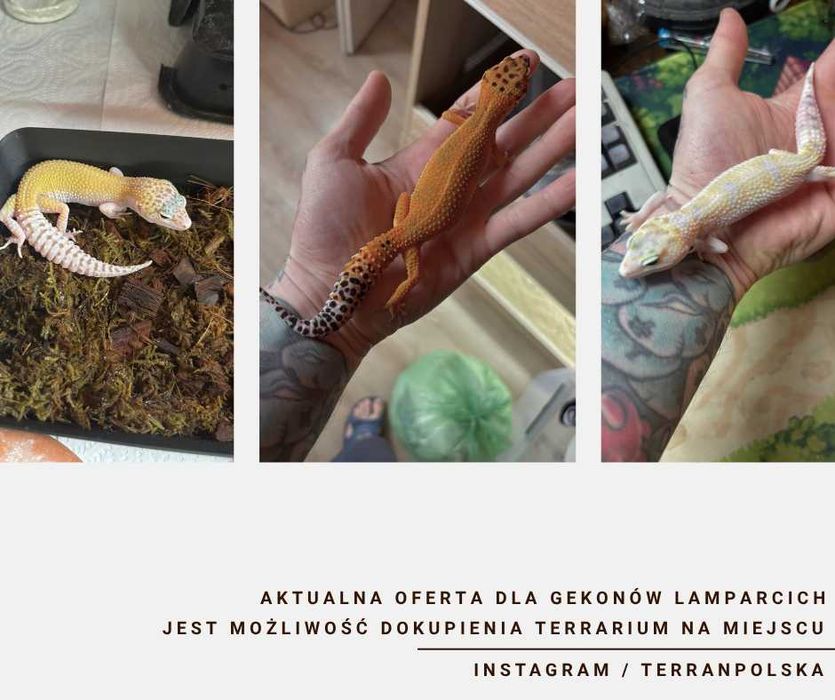 Gekon Lamparci - Jaszczurka dla początkujących agama zbożówka