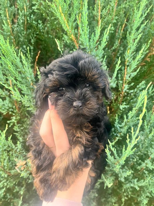 Прекрасні Йоркіпу шукають люблячу сім'ю