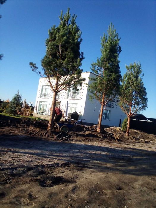 Викопка рослин пакування в сітку