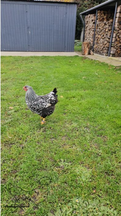 Koguty z wlasnego  lęgu