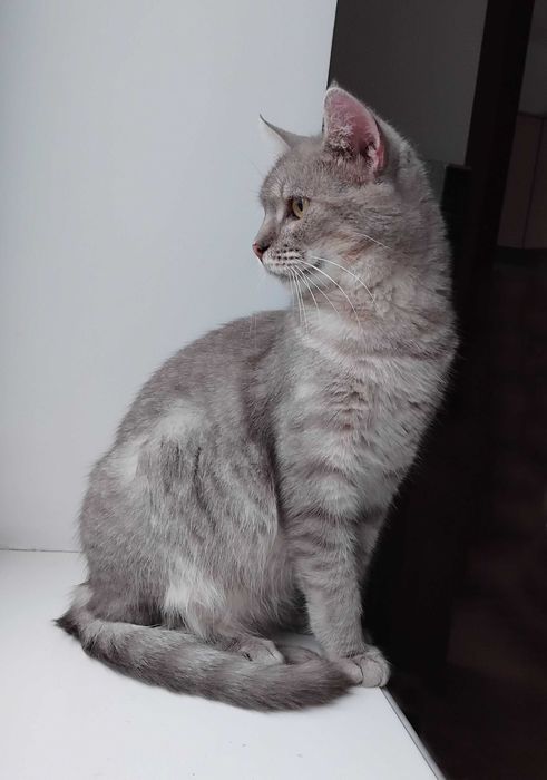 Унікальний Марті - метис Димчастої Австралійської кішки