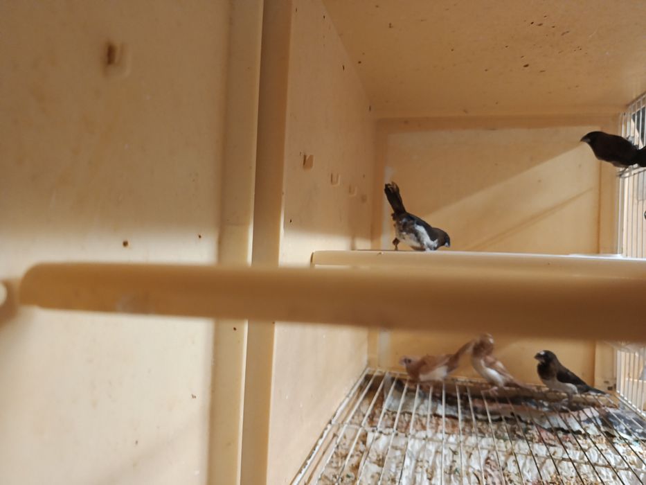 Aves disponíveis