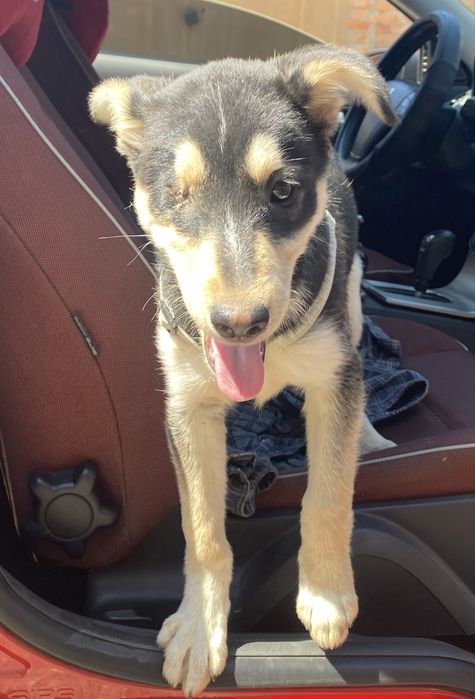 Цуцик шукае люблячу родину