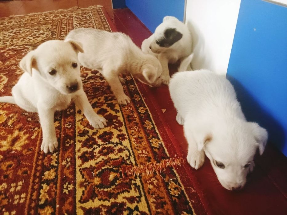 Собачки 3 дівчинки і 1 хлопчик