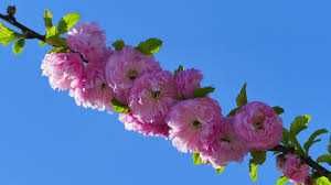 Migdałek trójklapowy szczepiony na pniu