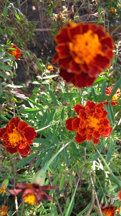 Продам насіння чорнобривців різнокольорові