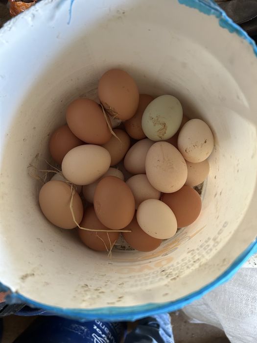 Ovos de galinhas do campo.