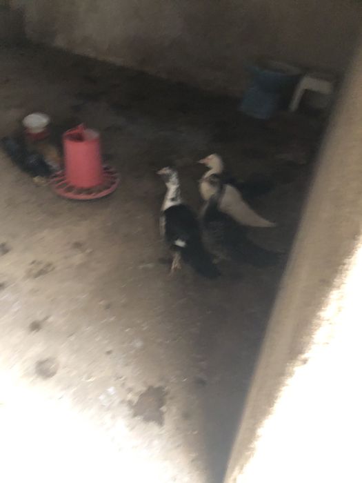 Pintos e patos mudos para venda