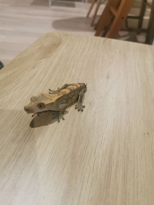 Gekon orzęsiony samiec