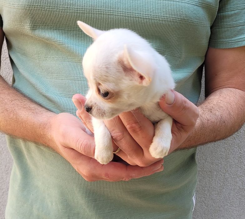 Chihuahua bebé femea
