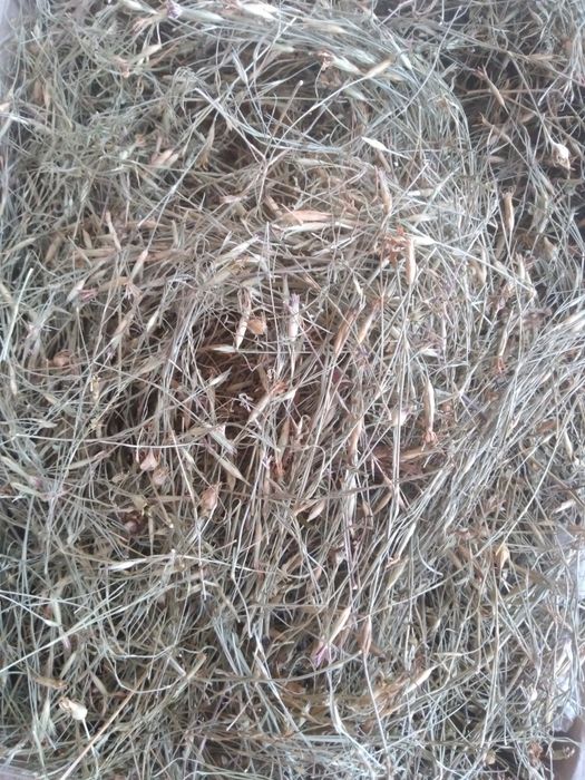 Золота рогоза гвоздика польова список