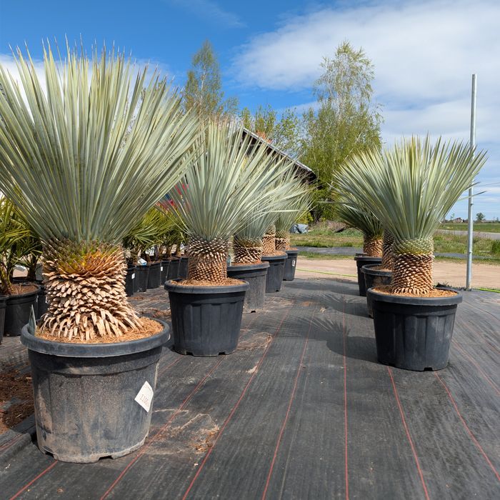 Yucca rostrata wys. 120/140cm, sprawdź inne ogłoszenia!
