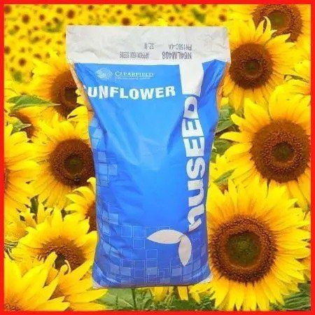 Насіння соняшника
