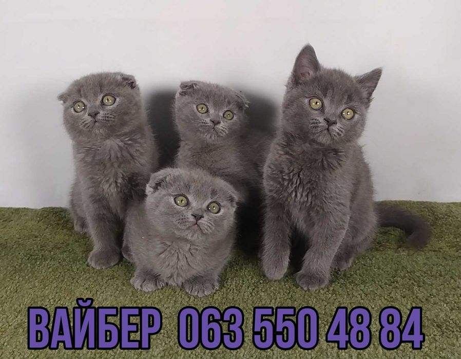 Шотландские котято.