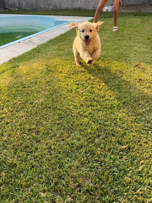 Golden Retriever