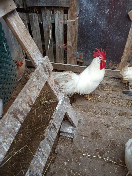 Ovos galados de galinha de raça