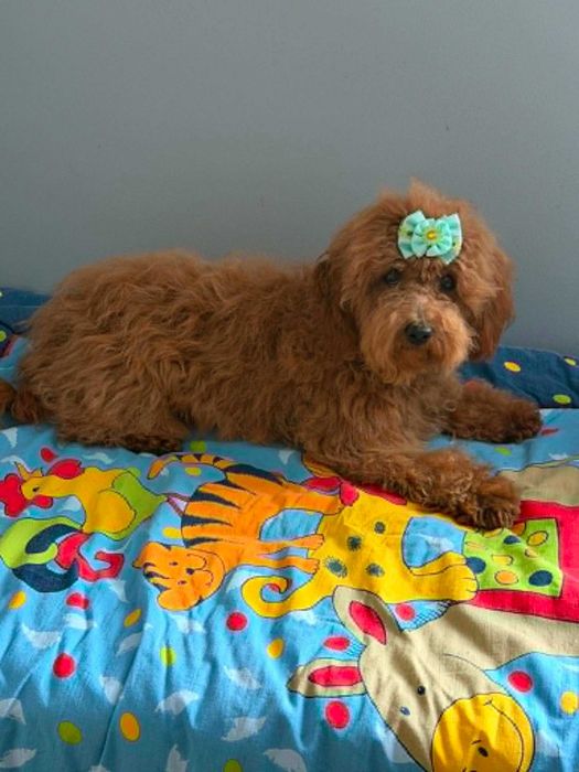 Maltipoo & pudel toy - mini suczka