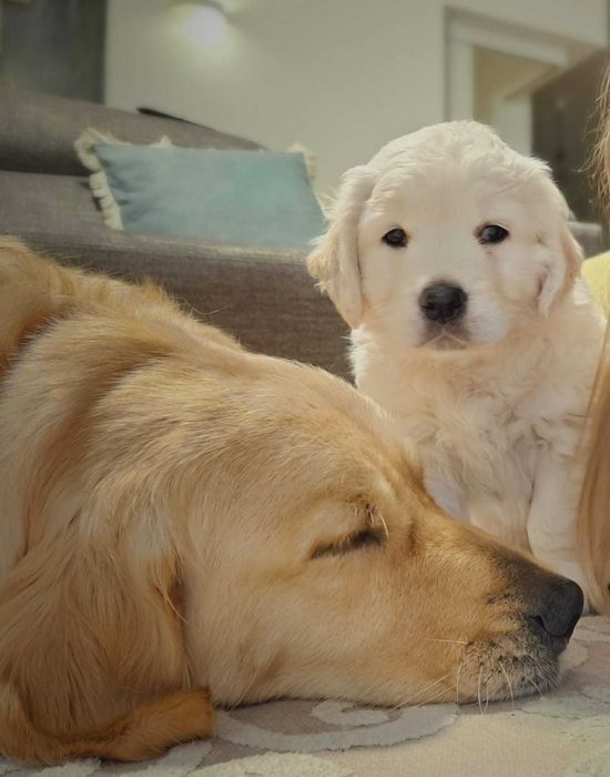 Golden Retriever com Lop