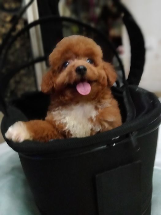 Яскравий малюк F2 Мальтіпу