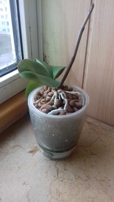 Орхідея з квітконосом