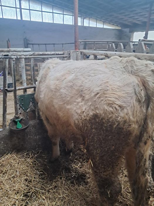 Byk byki odsadki charolaise