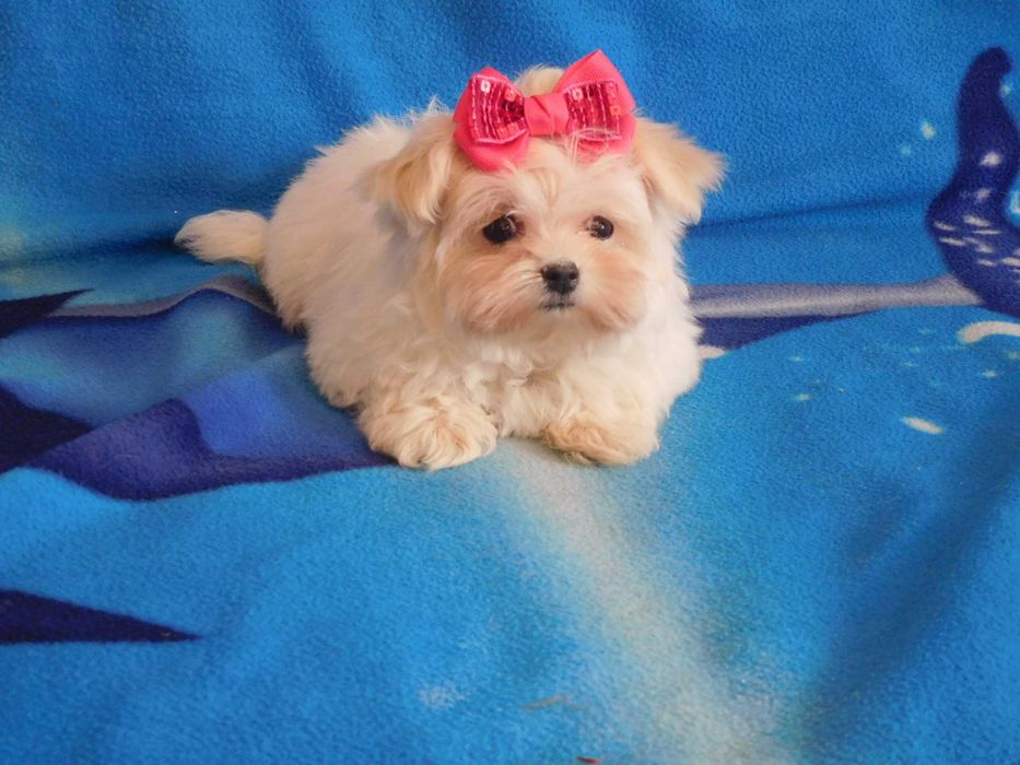 mini Maltańczyk sunia 8tyg, odbiór od 25.01 miniaturka