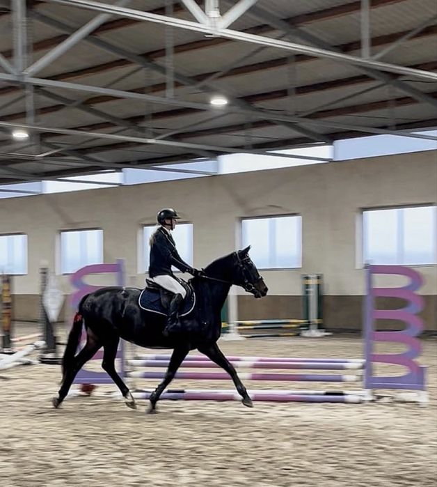 Wyjątkowa klacz na sprzedaż – 9 lat, 163 cm | Sport • Skoki • Hodowla • Zawody •Zamiana