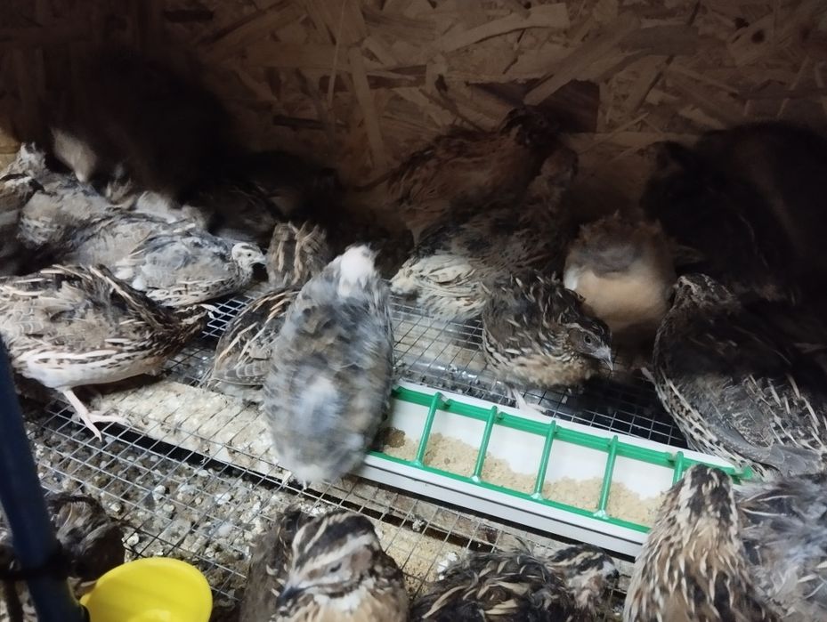 Vendo cordonizes e ovos caseiros