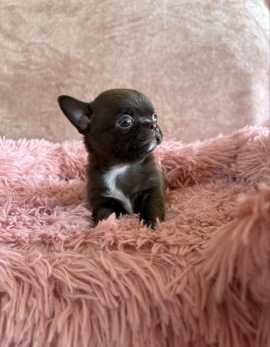 Chihuahua śliczny piesek Bruno