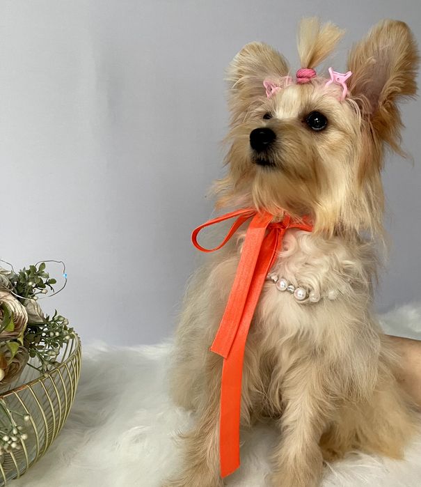 Помапу — Гарантовано закохаєтесь з першого погляду