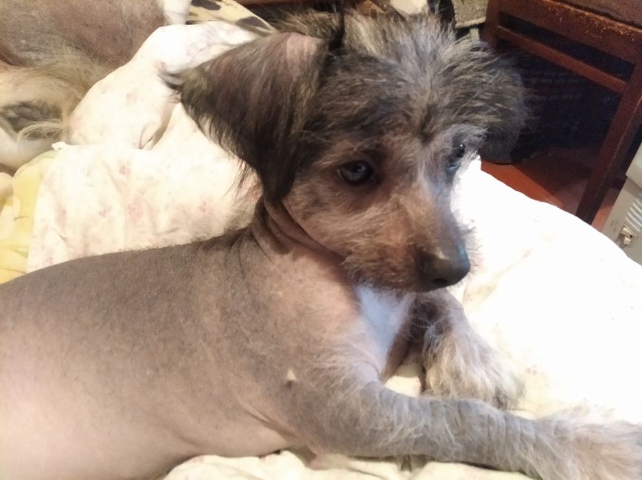 Китайская хохлатая,продам.