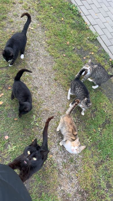 Bezdomne koty szukają domu