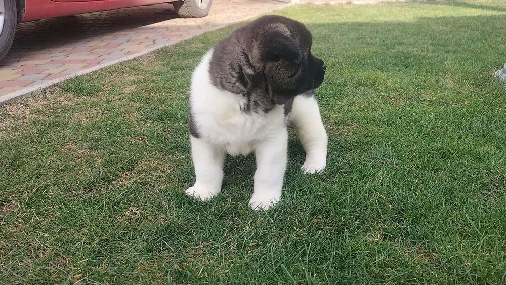 Плюшеві ведмедики