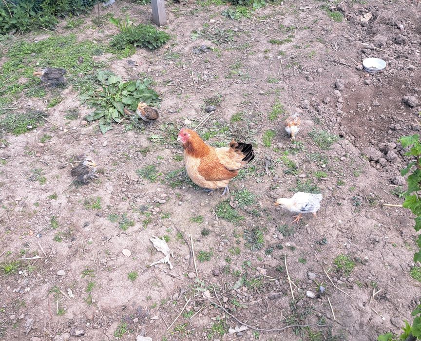 Курчата бентамки
