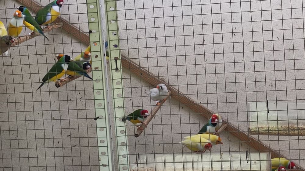 Diamantes de gould várias mutações